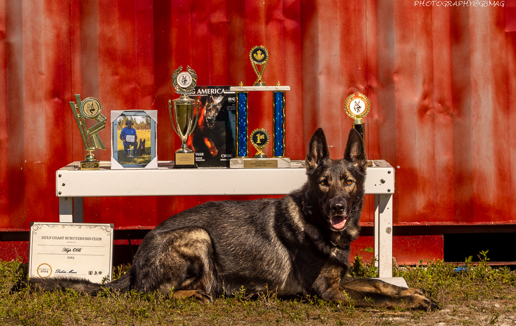 Enzo with trophies and IGP3 certificate
